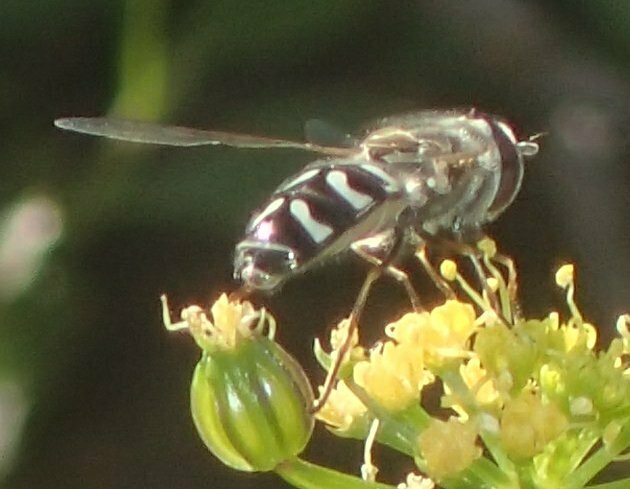 High Resolution Scaeva pyrastri Animal